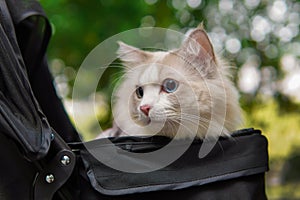 Cute ragdoll cat sit in baby carriage outdoor with green trees background, blue eyes cat look around