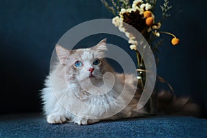 Cute ragdoll cat sit on dark blue sofa with a bottle of yellow brown white mixed color flowers