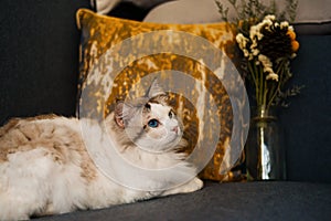 The cute ragdoll cat is sitting on the sofa