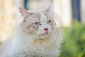 Cute Ragdoll cat sleepy face