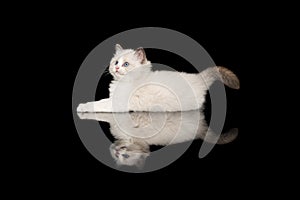 Cute ragdoll kitten with blue eyes lying down lookin up on a black background with reflection seen from the side photo