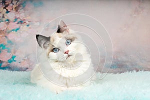 Cute ragdoll kitten in flowery background