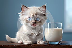 cute Ragdoll kitten and fresh milk in a glass, isolated on a blue background