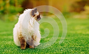 Cute Ragdoll kitty cat with blue eyes sitting straight on grass in a garden