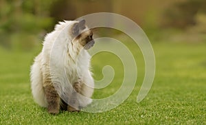 Cute Ragdoll kitty cat with blue eyes sitting straight on grass in a garden