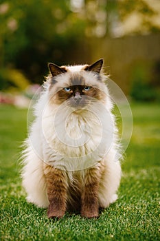 Cute Ragdoll kitty cat with blue eyes sitting straight on grass in a garden, with a boring uninterested look photo