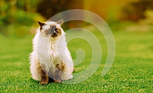 Cute Ragdoll kitty cat with closed eyes sitting straight on grass in a garden