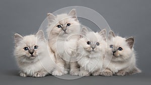 Cute ragdoll purebred kittens togehter looking at the camera on a grey background