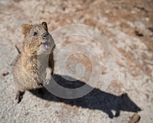 Cute quokka looking at the sky with an open mouth photo