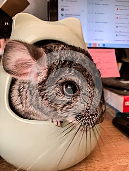 a cute rat pet on the office desk