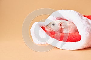 cute rat in Santa hat on beige background