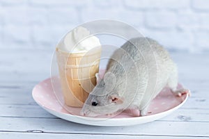 A cute rat sits next to a waffle cup with white ice cream. The rodent is sniffing the dessert. Close-up portrait of animals. Macro