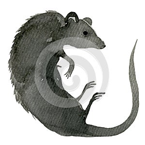 Cute rat for t-shirt graphics. Watercolor rat illustration