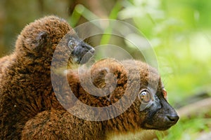 Cute Red-bellied Lemur with baby