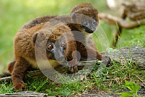 Cute Red-bellied Lemur with baby