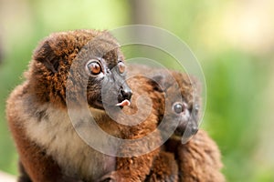 Cute Red-bellied Lemur with baby