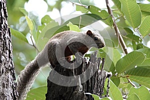 Cute red-bellied tree squirrel on a tree trunk in the forest