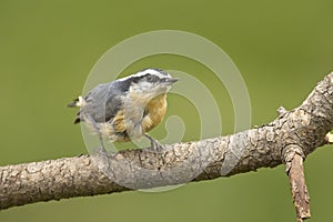 Cute red-breasted nuthatch perched on a small branch