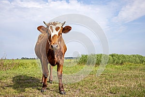 Cute red brown dairy cow stands in a meadow, fully in focus, blue sky, green grass