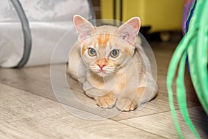 Cute red Burmese kitten lying on the floor