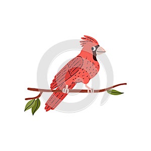 Cute red cardinal tropical bird sitting on branch flat style