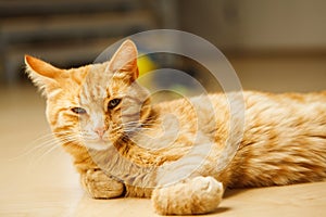 Cute red careless cat with long ears looking at camera laying on floor