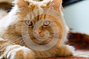 Cute red cat brazen lying on the floor