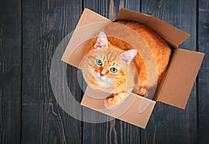 Cute red cat in a cardboard box.