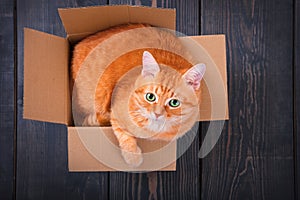 Cute red cat in a cardboard box.