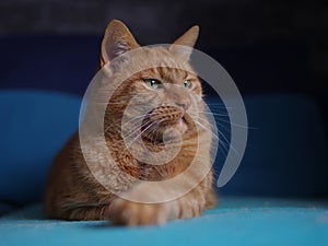 Cute red cat chilling on a sofa and looking away.