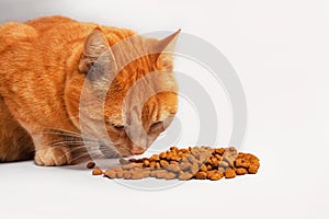 Cute red cat eating dry food, closeup