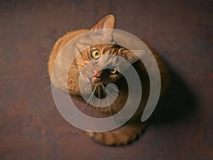 Cute red cat on the floor looks up.