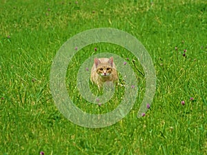 Cute red cat hunting in the grass