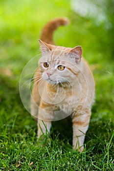 Cute red cat hunting in grass chasing bird