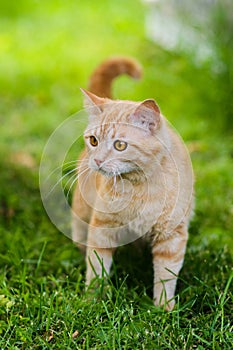 Cute red cat hunting in grass chasing bird