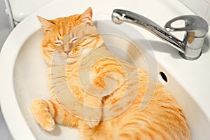 Cute red cat lies in the washbasin.