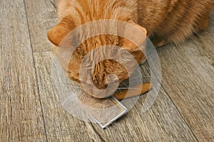 Cute red cat looking curious to a pet Grooming Brush with animal hair.