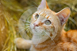 Cute red cat looks into the frame . Pet. Cat on the background of grass. Cat`s green eyes . Cat close-up