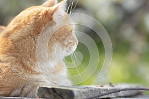 Cute red cat lying on wooden roof in sunlight, pet resting on spring nature