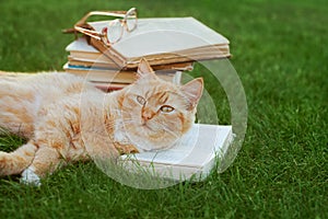 Cute red cat with open book and glasses lying on green lawn