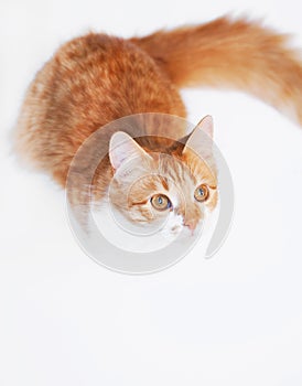 Cute red cat playing on a white background