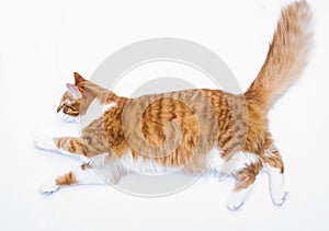Cute red cat playing on a white background