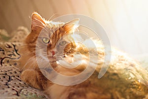 Cute Red Cat relaxing in sun rays at home