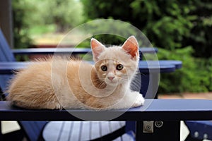 Cute red cat resting on a chair