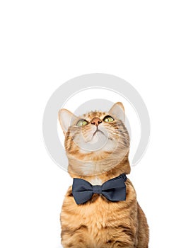 A cute red cat sits in a bow tie on a white background