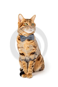 A cute red cat sits in a bow tie on a white background