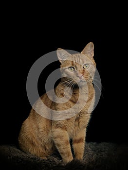 Cute red cat sitting on lambskin and looking at camera.