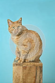 Cute red cat sitting on wooden column and looking curious away.