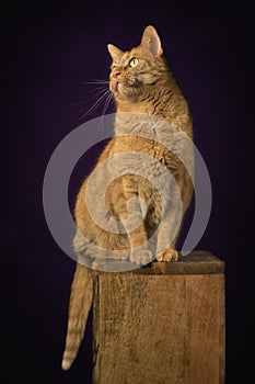 Cute red cat sitting on wooden podium and looking funny away.