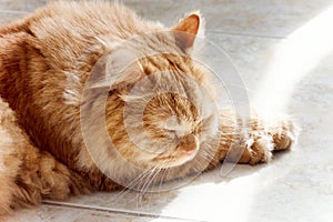 Cute red cat sleeping in the sun. Close up Ginger cat.